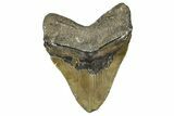 Serrated, Fossil Megalodon Tooth - North Carolina #374052-2